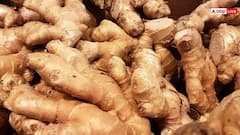 घर के किचन गार्डन में बढ़िया अदरक कैसे उगाएं? जानें आसान और असरदार तरीका