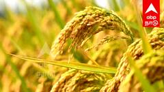 விழுப்புரம் விவசாயிகள் கவனத்திற்கு! சம்பா நெல் II பயிர் காப்பீடு:  தவறவிடாதீர்கள்!