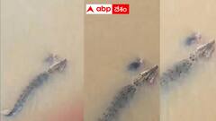 మహిళ హాయిగా జలకాలాడుతూంటే మొసలి వచ్చి లాక్కెళ్లిపోయింది - ఒడిషాలో ఒళ్లు గగుర్పొడిచే ఘటన - వీడియో