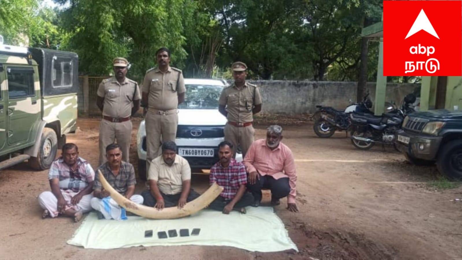 மதுரையில் யானை தந்தம் விற்பனை: போடி ஜமீன் வாரிசு தலைமறைவு.. பரபரப்பு கைதுகள், அதிர்ச்சி தகவல்!