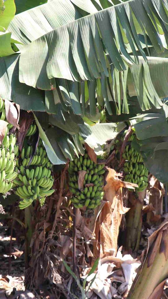 કેળાના પાન ખાવાથી શરીરને શું ફાયદો થાય છે?