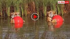 तालाब में पूल बॉल से खेलता दिखा बाघ! यूजर्स बोले कोल्ड ड्रिंक भी मंगवा लो- वीडियो वायरल