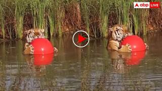 तालाब में पूल बॉल से खेलता दिखा बाघ! यूजर्स बोले कोल्ड ड्रिंक भी मंगवा लो- वीडियो वायरल