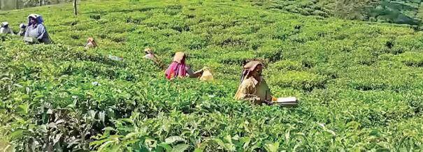 Caste Certificate: சாதிச் சான்றிதழுக்காக அவஸ்தைப்படும் தமிழர்கள்.. கேரளாவில் அநீதி - முடிவுக்கு கொண்டுவருவாரா முதல்வர்?