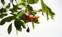 ये हैं दुनिया के 10 सबसे खतरनाक फूड्स, गलती से भी खा लिए तो मौत आनी तय