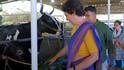 Priyanka Gandhi Meets Cow Named Alia Bhatt At Kerala Dairy Farm: WATCH