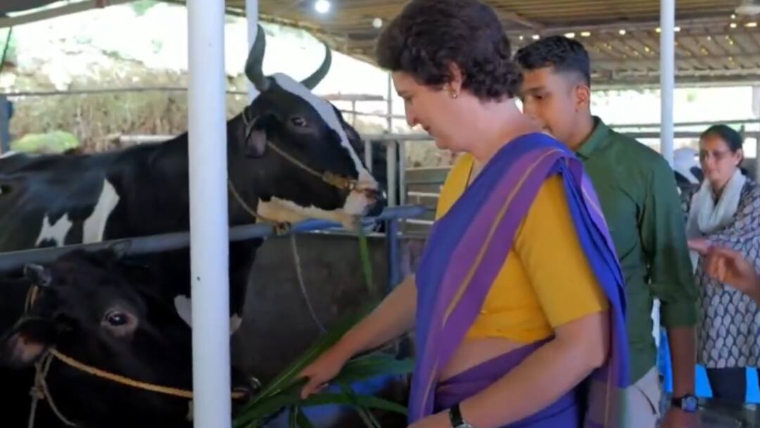 Priyanka Gandhi Meets Cow Named Alia Bhatt At Kerala Dairy Farm: WATCH