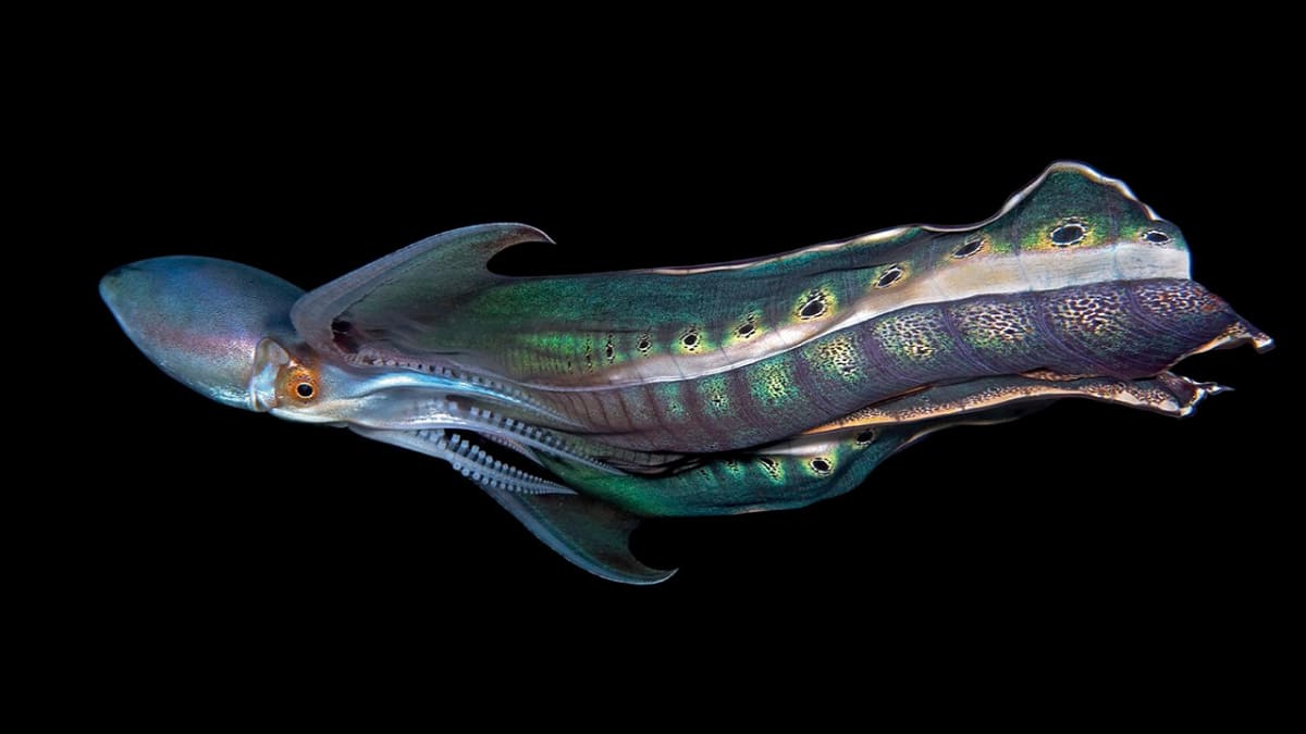 (Image Source: x/ ngfl3333)