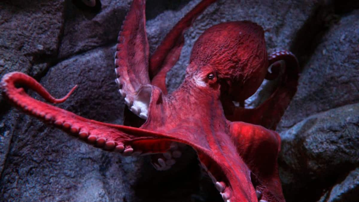 (Image Source: x/ MontereyAq)