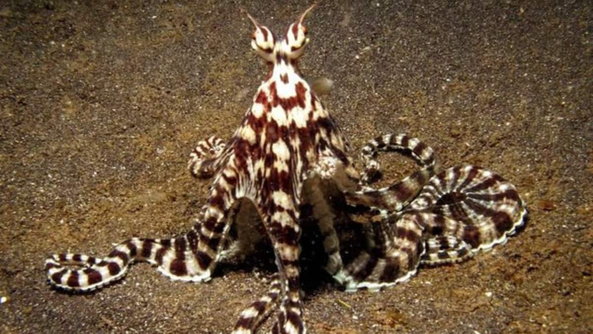 (Image Source: x/ viralon_net)