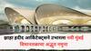 19,650 कोटींचं ‘कमळ’ आकाराचं विमानतळ; झाहा हदीद आर्किटेक्ट्सने उभारला नवी मुंबई विमानतळाचा अद्भुत नमुना