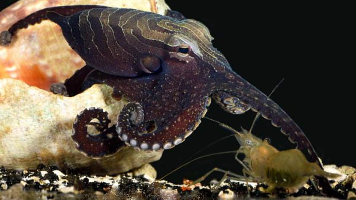 (Image Source: Twitter/@qikipedia)