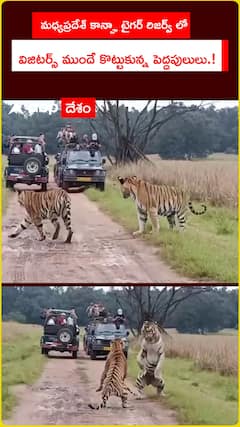 మధ్యప్రదేశ్ కాన్హా టైగర్ రిజర్వ్ లో  విజిటర్స్ ముందే కొట్టుకున్న పెద్దపులులు.!
