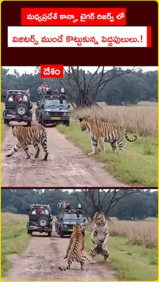 మధ్యప్రదేశ్ కాన్హా టైగర్ రిజర్వ్ లో  విజిటర్స్ ముందే కొట్టుకున్న పెద్దపులులు.!