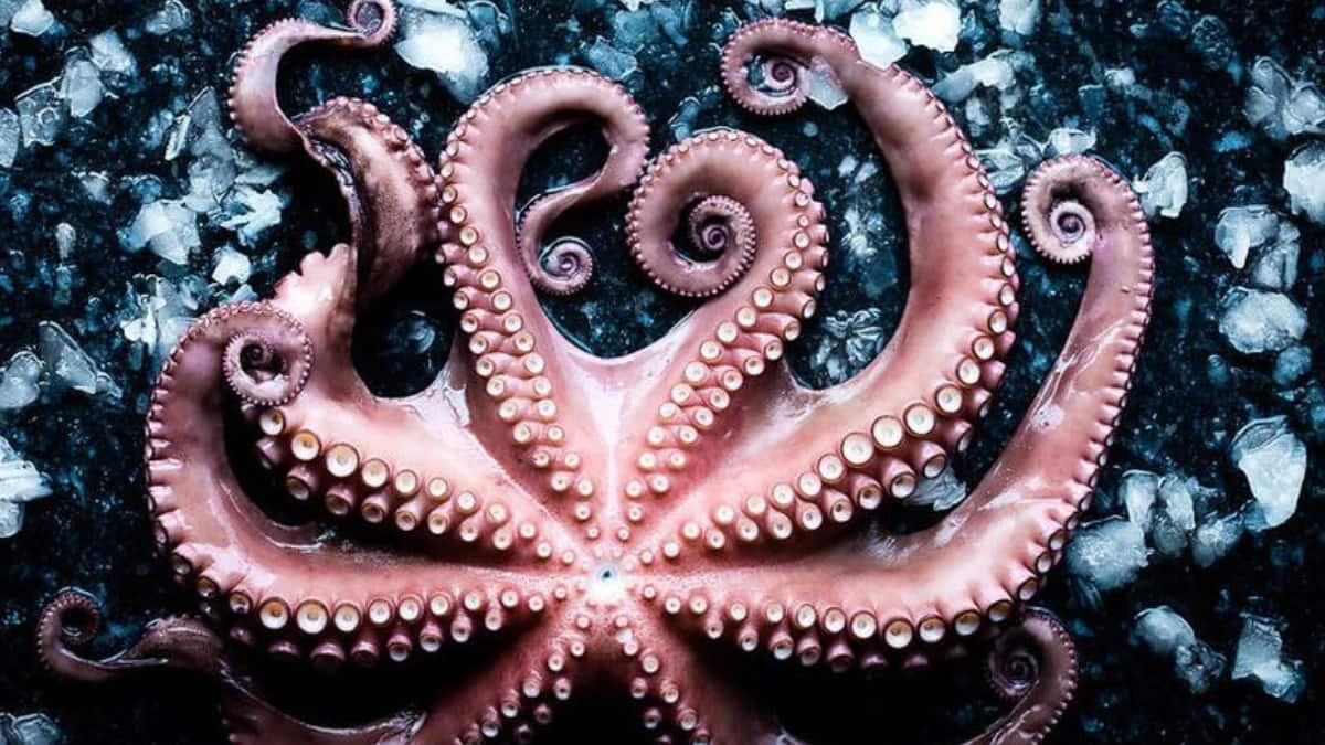 (Image Source: Pinterest/franckhamel)