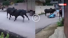 Video: इसे कहते हैं टाइम खराब चलना! दो सांडों की लड़ाई में पिस गई दीदी, कुचलने से बची, वीडियो वायरल