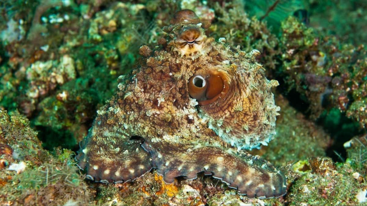 (Image Source: Pinterest/Er1nCuet0)