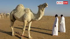 Saudi Arabia Water Crisis: सऊदी अरब में नहीं है कोई तालाब या झील, फिर कैसे बुझती है यहां लोगों की प्यास?