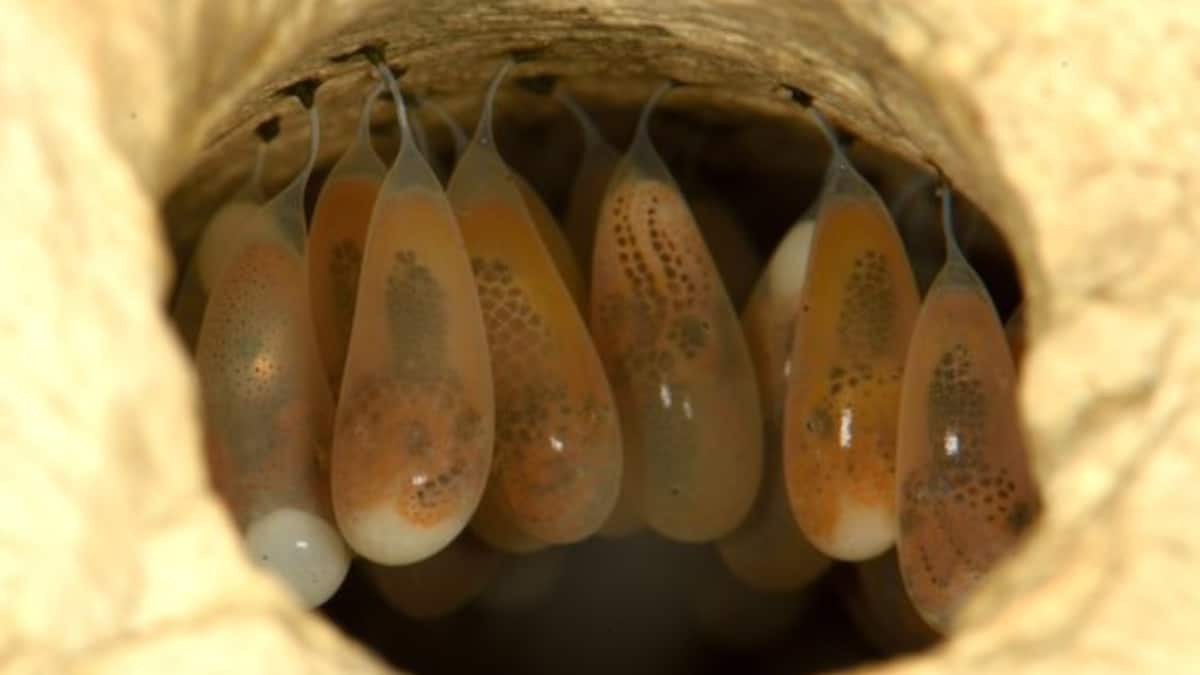 (Image Source: Twitter/@echinoblog)