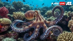 World Octopus Day 2025: 10 Incredible Facts About The Ocean’s Most Intelligent Creature