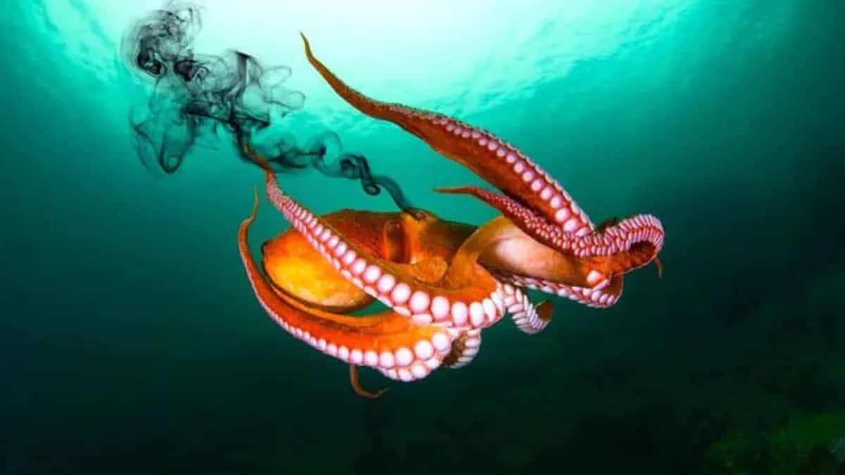 (Image Source: Twitter/@jaguarjin)