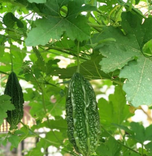 ही नैसर्गिक कारल्याची पाने आरोग्यासाठी अधिक फायदेशीर ठरतात.ती अनेक पदार्थांमध्ये वापरता येतात आणि सहज शिजवून आहारात समाविष्ट करता येतात.