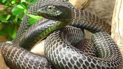 सीतापुर: रात में नागिन बनकर फुफकारती है पत्नी, अब महिला ने किया पति की 'मंशा' का खुलासा