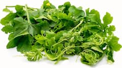 तुमच्या आहारात या कडू भाजीच्या पानांचा समावेश करा, लिवर राहील निरोगी!