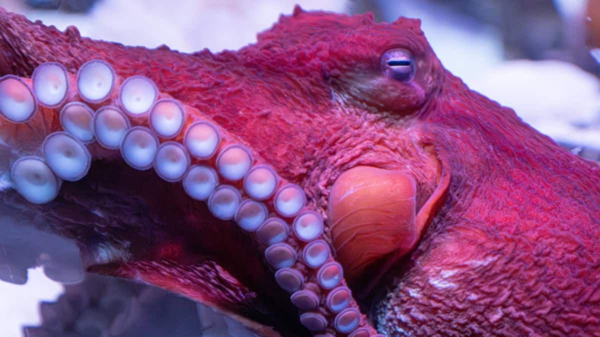 (Image Source: Twitter/@floridaaquarium)