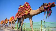 राजस्थान में ऊंट अधिनियम अपडेट, एसडीएम व मेला प्रभारी अब परमिट जारी करेंगे