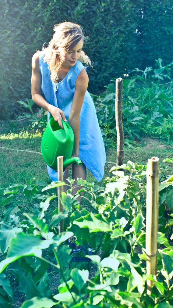 दिवसा की रात्री? वनस्पतींना पाणी कधी द्यावे?