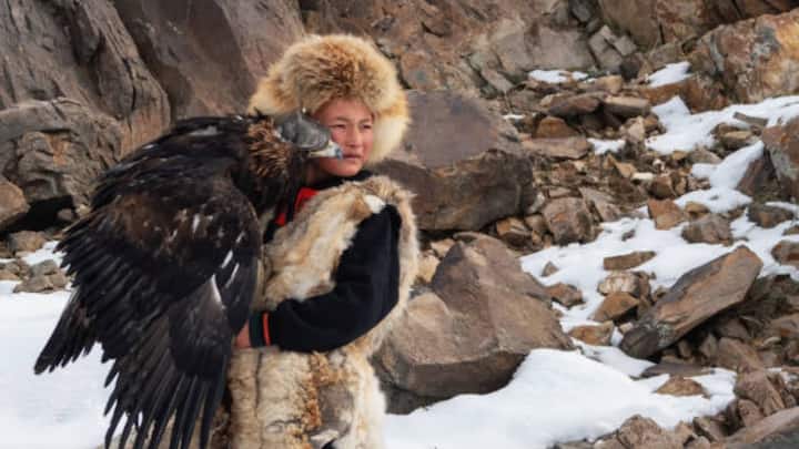 मंगोलियाई बाज अपनी शक्ति, सहनशक्ति और तीव्र शिकार क्षमता के लिए प्रसिद्ध हैं. ये सामान्य फाल्कन से बड़े और भारी होते हैं और इनके पंख लंबे और मजबूत होते हैं. ठंडे मंगोलियाई वातावरण में पले-बढ़े होने के कारण ये रेगिस्तानी और गर्म इलाकों में भी शानदार प्रदर्शन करते हैं.