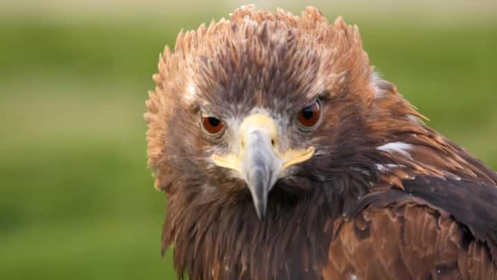 इस साल प्रदर्शनी में पहली बार मंगोलियाई फाल्कन ज़ोन बनाया गया था,जहां पूर्वी एशिया की दुर्लभ बाज प्रजातियों को प्रदर्शित किया गया. यही वह स्थान था, जहां यह रिकॉर्ड नीलामी हुई.