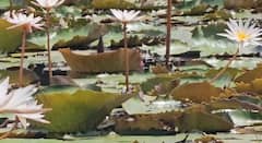 आरवलीत पांढऱ्या कमळांचा बहर; निसर्गाने उधळली सौंदर्याची चादर!