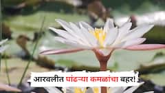 आरवलीत पांढऱ्या कमळांचा बहर; निसर्गाने उधळली सौंदर्याची चादर!