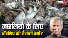 Explained: फिश नहीं चांदी! बांग्लादेश में मछलियों के लिए वॉरशिप तैनात, सरकार को डूबने से बचाएगी हिल्सा?