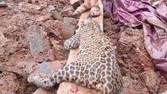 कोल्हापूर : पन्हाळगडच्या पायथ्याला बिबट्या मृतावस्थेत आढळल्याने खळबळ