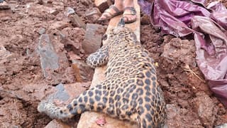 कोल्हापूर : पन्हाळगडच्या पायथ्याला बिबट्या मृतावस्थेत आढळल्याने खळबळ