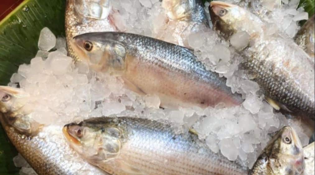 Explained: फिश नहीं चांदी! बांग्लादेश में मछलियों के लिए वॉरशिप तैनात, सरकार को डूबने से बचाएगी हिल्सा?