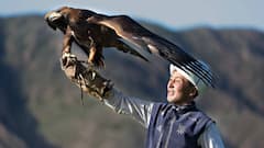 Mongolian Falcon: जितने में आ जाएगा सवा किलो सोना, उतनी कीमत में सऊदी में बिका दुनिया का सबसे महंगा बाज? जानें कीमत