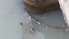 धार में अज्ञात टैंकरों ने नाले में छोड़ा जहरीला पदार्थ, सैकड़ों जीव-जंतुओं की मौत से हड़कंप