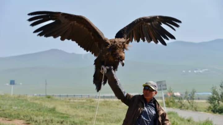 इस साल की प्रदर्शनी में कुल दो मंगोलियाई बाज नीलामी के लिए रखे गए थे.पहला बाज युवा था, जिसकी शुरुआती बोली 70,000 रियाल से शुरू होकर 128,000 रियाल तक पहुंची. दूसरा बाज वयस्क और प्रशिक्षित था, जिसकी शुरुआती कीमत 1 लाख रियाल थी, लेकिन आखिर में 6.5 लाख रियाल (1.53 करोड़ रुपये) में बिका.