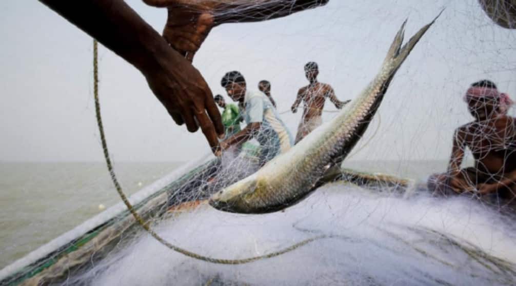 Explained: फिश नहीं चांदी! बांग्लादेश में मछलियों के लिए वॉरशिप तैनात, सरकार को डूबने से बचाएगी हिल्सा?