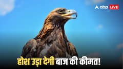 Mongolian Falcon: जितने में आ जाएगा सवा किलो सोना, उतनी कीमत में सऊदी में बिका दुनिया का सबसे महंगा बाज? जानें कीमत