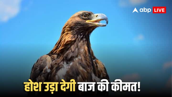 रियाद में आयोजित अंतरराष्ट्रीय सऊदी फाल्कन और शिकार प्रदर्शनी 2025 में अब तक का सबसे महंगा मंगोलियाई बाज 1.53 करोड़ रुपये में बिका है.