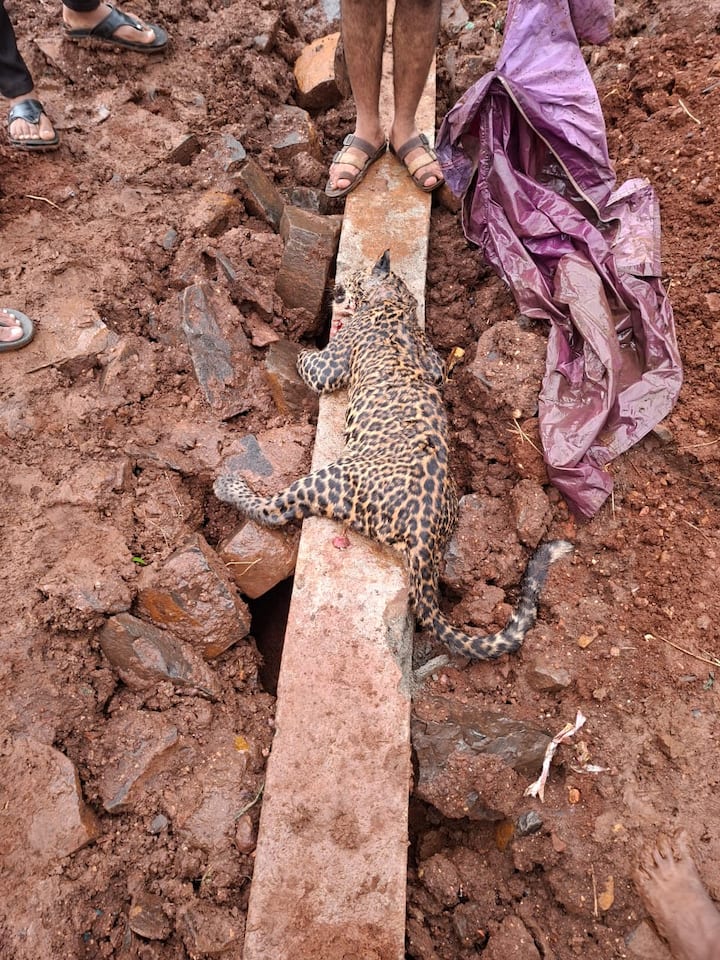 कोल्हापूर जिल्ह्यातील पन्हाळगडच्या पायथ्याला बिबट्या मृतावस्थेत आढळल्याने खळबळ उडाली आहे.