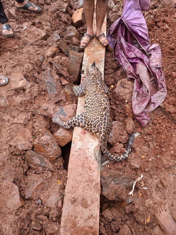 वन विभागाने या बिबट्याचा मृतदेह ताब्यात घेतला आहे.