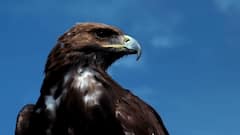 Mongolian Falcon: जितने में आ जाएगा सवा किलो सोना, उतनी कीमत में सऊदी में बिका दुनिया का सबसे महंगा बाज? जानें कीमत