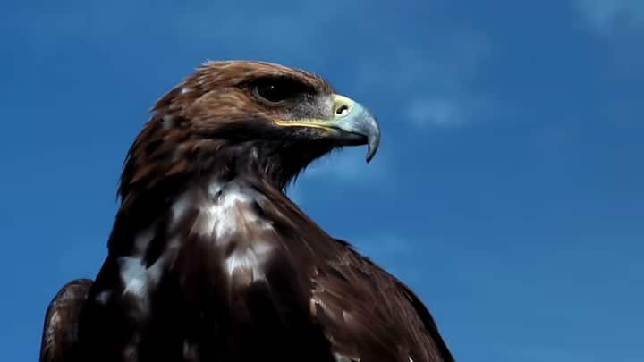 सऊदी अरब की राजधानी रियाद में आयोजित अंतरराष्ट्रीय सऊदी फाल्कन और शिकार प्रदर्शनी 2025 इस समय दुनियाभर में चर्चा का केंद्र बनी हुई है.इस प्रदर्शनी में अब तक का सबसे महंगा मंगोलियाई बाज (Mongolian Falcon) 6,50,000 सऊदी रियाल यानी करीब 1.53 करोड़ रुपये में बिका.