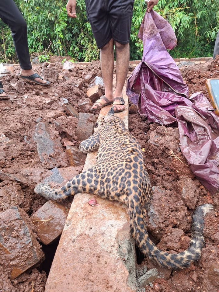 बिबट्या अंदाजे दीड वर्षे वयाचा असल्याचा अंदाज आहे.